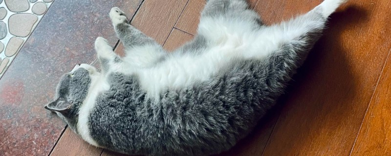 猫咪被吓到后不理主人怎么处理，可将猫咪抱在怀里安抚