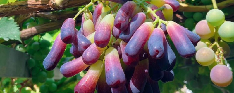 蓝宝石葡萄的习性，生长适温为20-25℃
