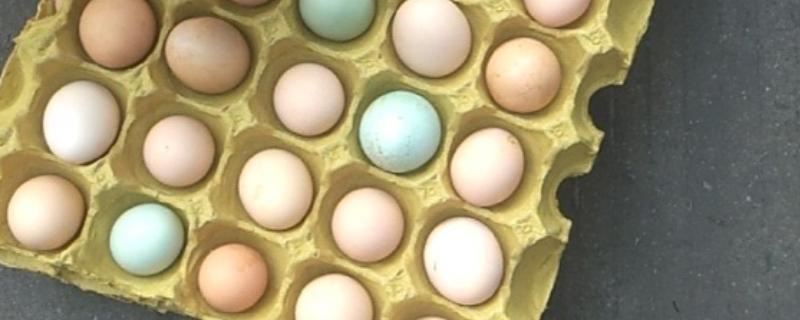 什么是虫子蛋，是饲养虫子鸡所产的鸡蛋