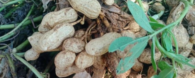 花生的产地，主要产地是山东省、辽宁东部等