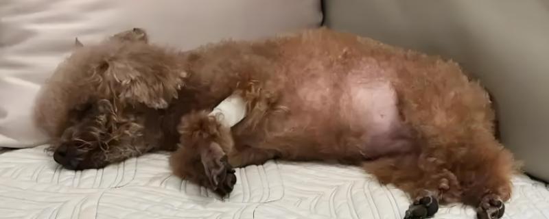 狗狗为什么发生胰腺炎，肥胖的狗狗更容易发病