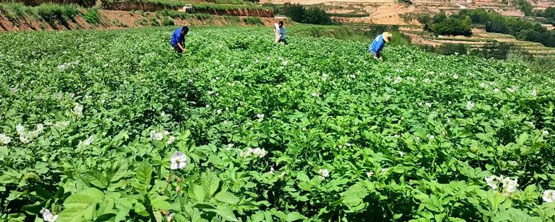 马铃薯如何科学施肥，不宜施用过多的含氯肥料