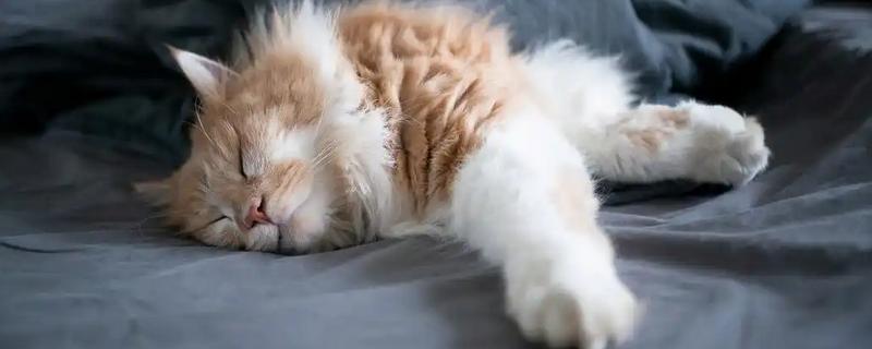猫咪泌尿系统疾病的影响因素，可能是身体长期缺水所致