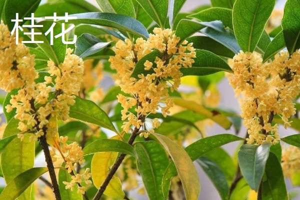 秋天开什么花，有桂花、菊花等