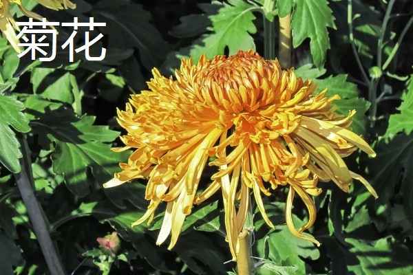 秋天开什么花，有桂花、菊花等
