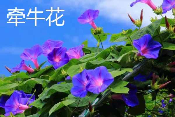秋天开什么花，有桂花、菊花等
