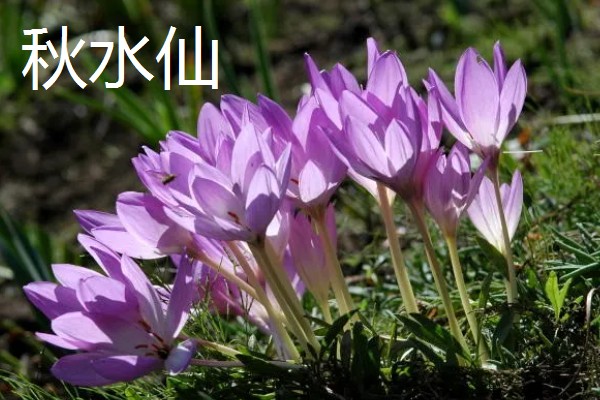 秋天开什么花，有桂花、菊花等