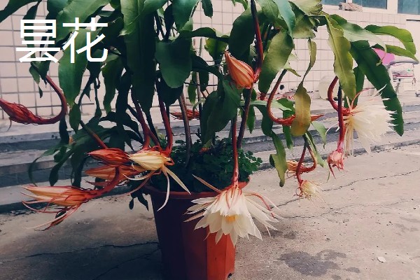 秋天开什么花，有桂花、菊花等