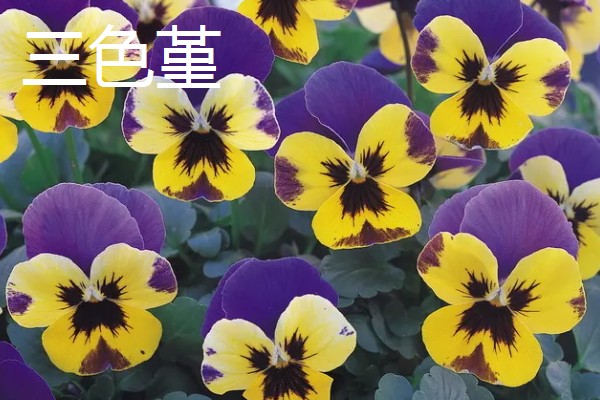 秋天开什么花，有桂花、菊花等