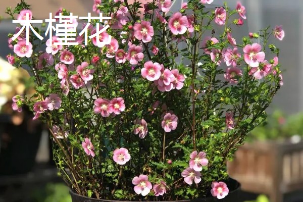 秋天开什么花，有桂花、菊花等