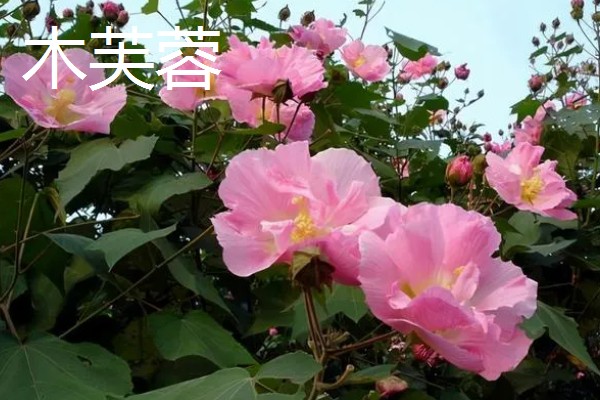 秋天开什么花，有桂花、菊花等