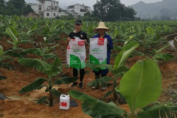 香蕉的施肥时间,集中在生长中后期与花芽分化期施肥