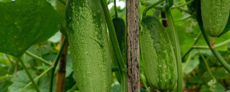 蔬菜类农产品有哪些污染途径，农药和肥料是蔬菜的污染途径