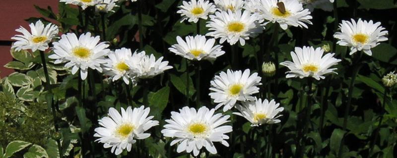 去墓地买什么花，推荐菊花、百合花等