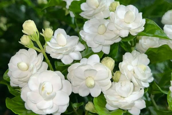 茉莉花常见的品种,有虎头茉莉、宝珠茉莉等