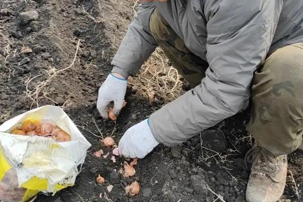 毛葱怎么种,苗出齐后视草情可进行三铲三趟