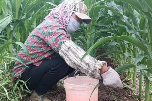玉米后期适合追什么肥,主要追高氮低磷中钾的复合肥