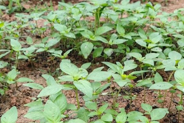 种植荆芥要注意什么，要在疏松肥沃的土壤中生长