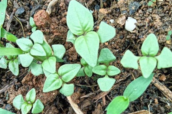 种植荆芥要注意什么，要在疏松肥沃的土壤中生长
