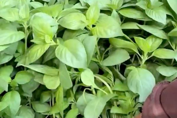 种植荆芥要注意什么，要在疏松肥沃的土壤中生长