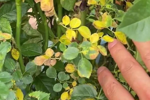 月季黑斑病的特效药，可使用多菌灵溶液、石硫合剂等