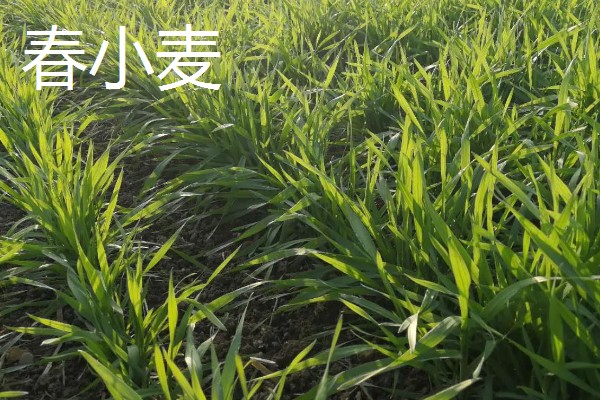 冬小麦的种植和收获时间，9-10月份播种可在翌年5-6月份收获