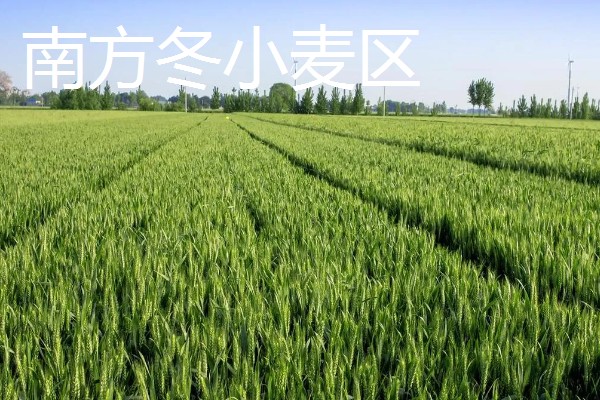 冬小麦的种植和收获时间，9-10月份播种可在翌年5-6月份收获