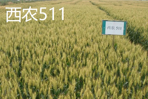冬小麦的种植和收获时间，9-10月份播种可在翌年5-6月份收获