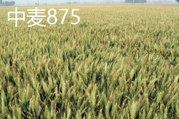 冬小麦的种植和收获时间，9-10月份播种可在翌年5-6月份收获