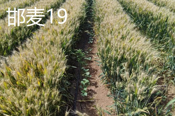 冬小麦的种植和收获时间，9-10月份播种可在翌年5-6月份收获
