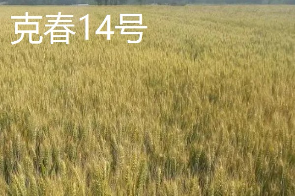 冬小麦的种植和收获时间，9-10月份播种可在翌年5-6月份收获