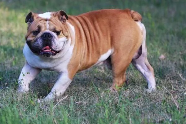 美国斗牛犬是怎么来的，有以下3种说法