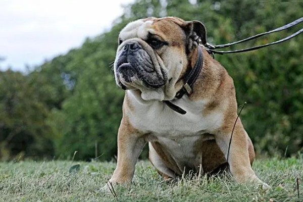 美国斗牛犬是怎么来的，有以下3种说法