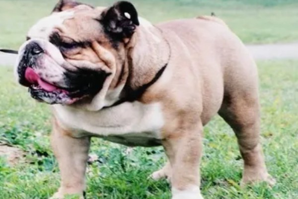 美国斗牛犬是怎么来的，有以下3种说法