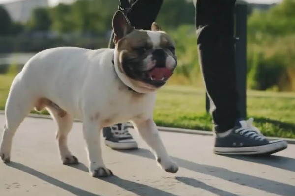 美国斗牛犬是怎么来的，有以下3种说法