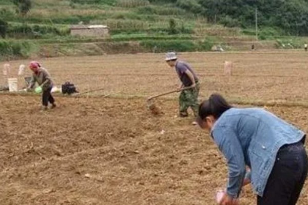 牡丹的种植方式，播种后用细土覆盖