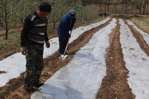 牡丹的种植方式，播种后用细土覆盖