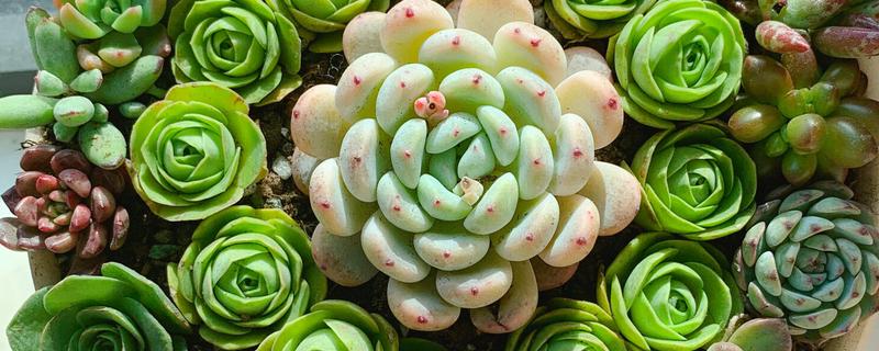 多肉植物怎么移植，先将腐烂和干枯的根系剪掉