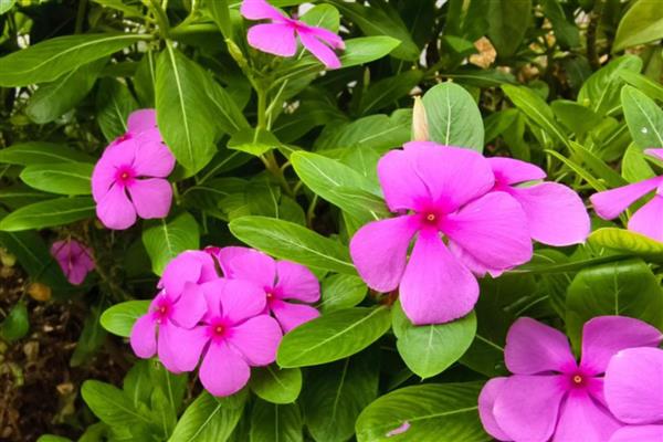 长春花怎样养爆盆,首先确保充足的光照