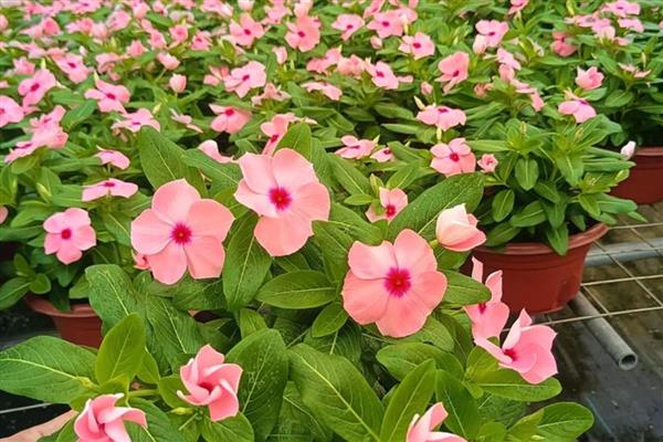 长春花怎样养爆盆,首先确保充足的光照