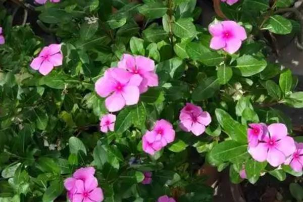 长春花怎样养爆盆,首先确保充足的光照