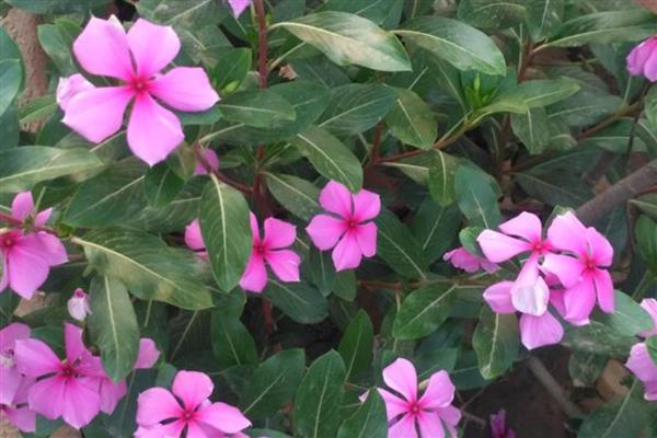 长春花怎样养爆盆,首先确保充足的光照