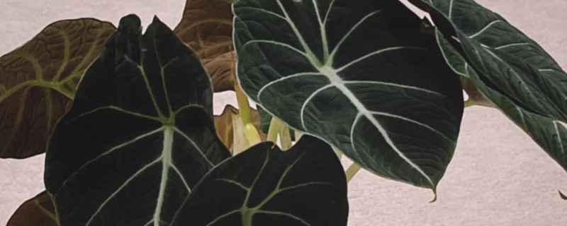 黑天鹅海芋有没有毒，黑天鹅海芋有毒