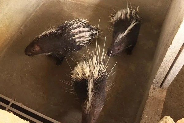 豪猪人工养殖优势分析,其抗病能力强且市场潜力大