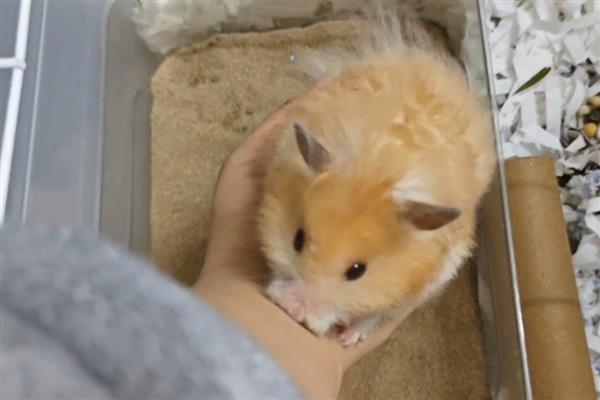 怎么预防仓鼠患上糖尿病,平时饲喂高蛋白、低脂肪食物