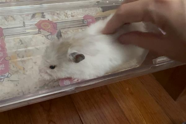 怎么预防仓鼠患上糖尿病,平时饲喂高蛋白、低脂肪食物