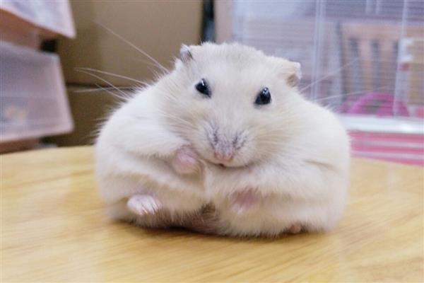 怎么预防仓鼠患上糖尿病,平时饲喂高蛋白、低脂肪食物