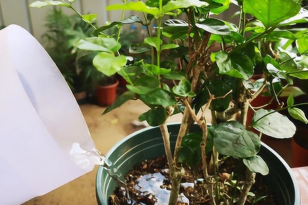 茉莉的养殖方法，冬季要一周浇水一次