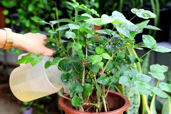 茉莉的养殖方法，冬季要一周浇水一次