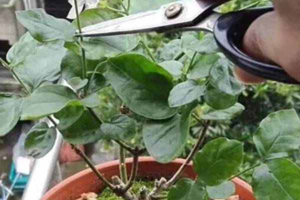 茉莉的养殖方法，冬季要一周浇水一次
